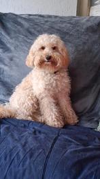 herplaatsing, Dieren en Toebehoren, Honden | Niet-rashonden, Parvo, 8 tot 15 weken, Teef, Eén hond