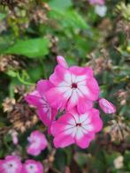 Zaden Phlox roze met wit, Tuin en Terras, Verzenden, Volle zon