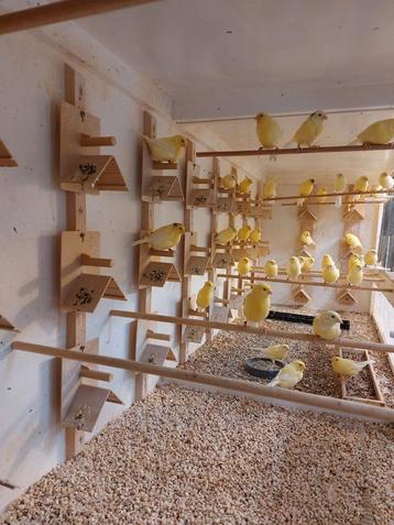 Harzer Goed Zingende Mannen en Poppen  beschikbaar voor biedingen