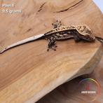 Wimpergekko Correlophus ciliatus JOKERGECKOS, Dieren en Toebehoren, Hagedis, 0 tot 2 jaar
