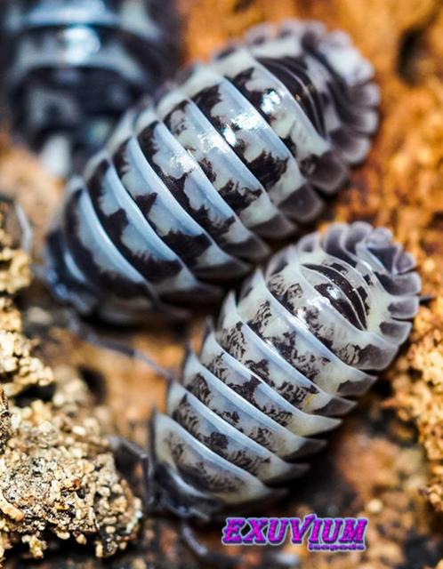 Armadillidium gestroi Milky Way isopods (NIEUW MORPH), Dieren en Toebehoren, Insecten en Spinnen, Overige soorten