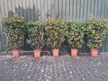 Olijfwilg Kant en Klaar Haag - Elaeagnus ebbingei beschikbaar voor biedingen
