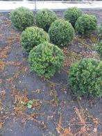 Taxus baccata bollen 30cm, Ophalen, Taxus, Minder dan 100 cm