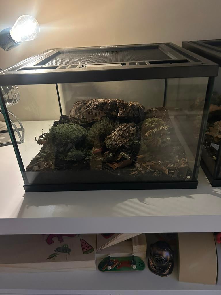 Repto Terra Earth  30 x 30 x 20 cm met click-top deksel, Dieren en Toebehoren, Reptielen en Amfibieën | Toebehoren, Ophalen, Zo goed als nieuw