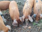 Te koop 4 begrazings- varkens tegen woekerende planten, Dieren en Toebehoren, Schapen, Geiten en Varkens