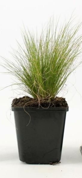 Vedergras ( Waaigras) Stipa tenuissima Pony Tails  beschikbaar voor biedingen