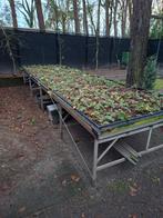 Grote kweek tafel, Ophalen