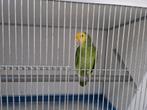 Dubbele geelkopamazone magna, Dieren en Toebehoren, Vogels | Parkieten en Papegaaien, Vrouwelijk, Papegaai, Geringd