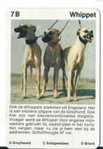 Kwartetkaart Whippet, Verzamelen, Ophalen of Verzenden, Gebruikt, Overige soorten, Overige typen