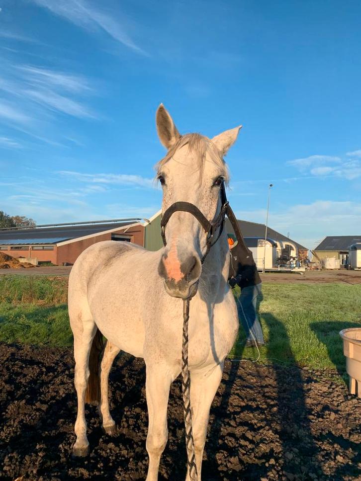 Kwpn merrie 15 jaar, Dieren en Toebehoren, Paarden, Merrie, 165 tot 170 cm, 11 jaar of ouder, Recreatiepaard, Ontwormd