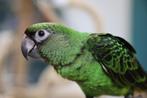 Verwacht | baby | papegaaien | diverse soorten, Meerdere dieren, Papegaai, Pratend