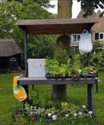 Aardbeienplanten en vaste planten, Tuin en Terras, Planten | Tuinplanten, Ophalen, Overige soorten, Halfschaduw