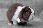 NHD Dwerg hangoor ram BOBBIE - super lief! 9 maanden oud, Dieren en Toebehoren, Konijnen, Mannelijk, Dwerg, Hangoor, 0 tot 2 jaar