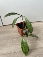 Hoya pubicalyx splash, Ophalen of Verzenden, Overige soorten, Minder dan 100 cm