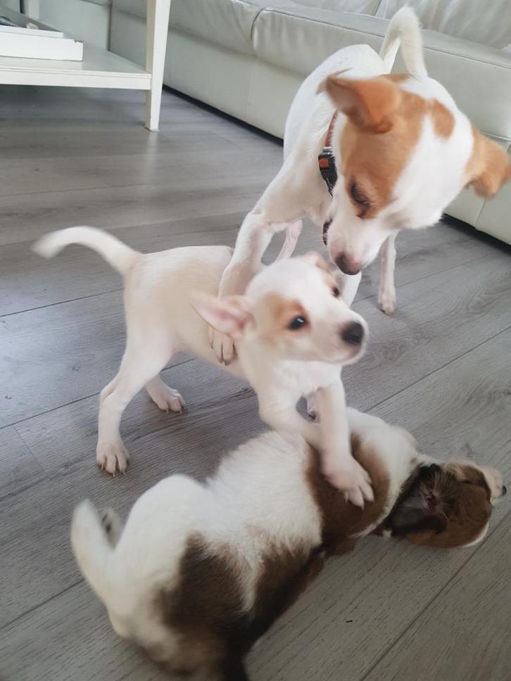 2 mooie lieve boerenfox puppies, Dieren en Toebehoren, Honden | Jack Russells en Terriërs, Meerdere dieren, Jack Russell Terriër