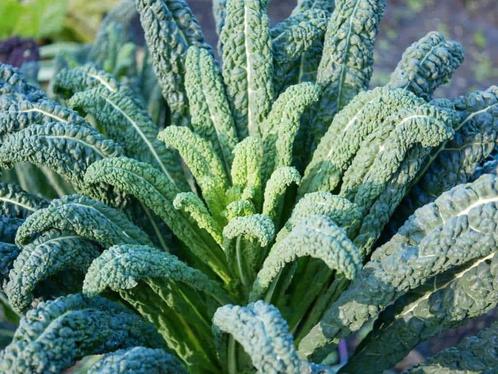 Uit de biologische moestuin: Palmkool, zaden, Tuin en Terras, Bloembollen en Zaden, Zaad, Gehele jaar, Volle zon, Ophalen of Verzenden