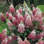 Hydrangea pan. Pinky Winky 40/50 in 3 liter pot met foto, Ophalen, Overige soorten, Halfschaduw