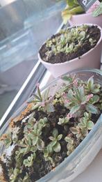 Stekjes van de Kalanchoe Daigremontiana "Pink Butterflies, Ophalen of Verzenden, Overige soorten, Minder dan 100 cm