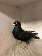 Laudino duivin, Dieren en Toebehoren, Vrouwelijk, Kropper