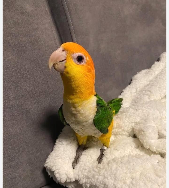 Zeer lieve handtamme pratende roestkop caique papegaai, Dieren en Toebehoren, Vogels | Parkieten en Papegaaien, Papegaai, Vrouwelijk