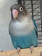 Prachtige agapornis Personata, Geslacht onbekend, Dwergpapegaai of Agapornis