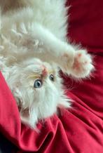 Met chip+paspoort Brits langhaar en brits korthaar poesjes, Poes, Gechipt, 0 tot 2 jaar