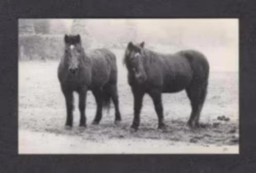 Soest Rusthuis Paarden Sunny Boy en Roxanne uit Soesterberg., Verzamelen, Ansichtkaarten | Nederland, Ongelopen, Utrecht, 1980 tot heden