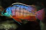 jong volwassen protomelas red empress, Vis