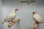Witte spitstaartamadine - Poephila acuticauda, Meerdere dieren, Tropenvogel, Geringd