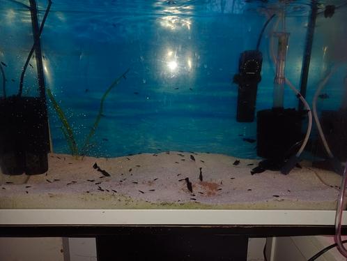 jonge black mollys zo snel mogelijk ophalen, Dieren en Toebehoren, Vissen | Aquaria en Toebehoren, Zo goed als nieuw, Ophalen of Verzenden