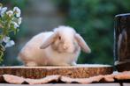 Jonge raszuivere minilop konijnen te koop, Dieren en Toebehoren, Konijnen, Meerdere dieren, Dwerg, Hangoor, 0 tot 2 jaar