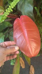 Princ of Orang Rode Kamerplant, Overige soorten, In pot, Minder dan 100 cm, Groene kamerplant