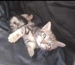 Kittens💘, Dieren en Toebehoren, Katten en Kittens | Overige Katten, Meerdere dieren, Kortharig, 0 tot 2 jaar