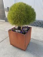 Cortenstaal plantenbak, Ophalen, Minder dan 30 cm, 100 cm of meer, Vierkant