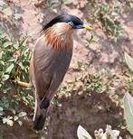 Pagodespreeuw, Vrouwelijk