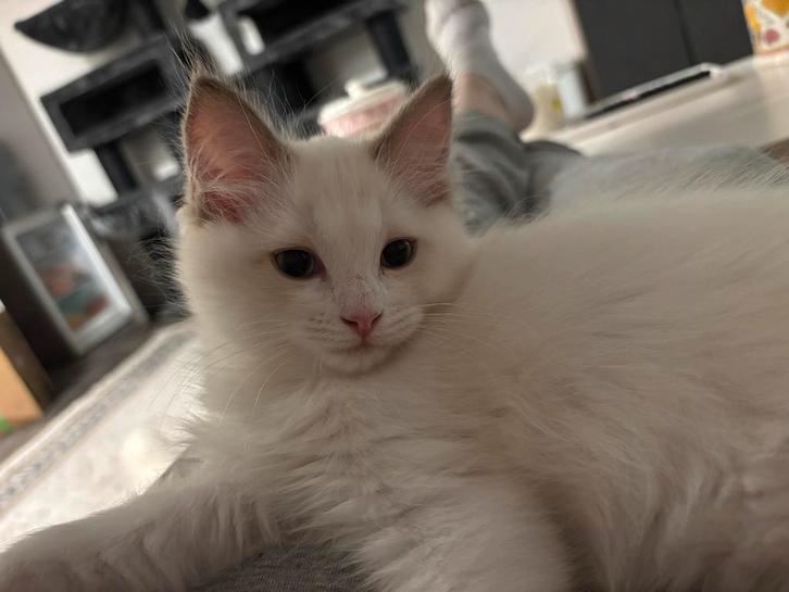 Raszuivere ragdoll kindjes, Dieren en Toebehoren, Katten en Kittens | Raskatten | Langhaar, Kater, 0 tot 2 jaar, Met stamboom