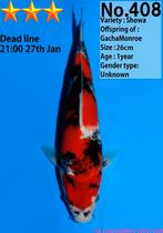 Dainichi Showa (Gacha Monroe) Tosai - 26 cm met certificaat, Karper of Koi