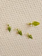 Wandelende bladeren (Phyllium philippinicum) Psg278, Dieren en Toebehoren, Insecten en Spinnen, Wandelende tak