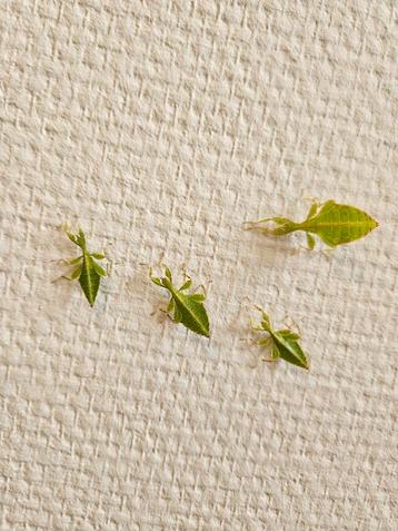 Wandelende bladeren (Phyllium philippinicum) Psg278 beschikbaar voor biedingen