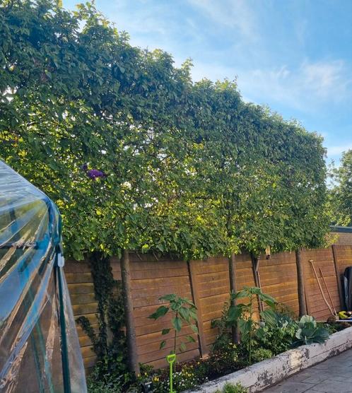 4 leibomen - zelf eruit halen., Tuin en Terras, Planten | Bomen, Volle zon, Ophalen
