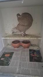 Mooie staande duif, Dieren en Toebehoren, Vogels | Duiven, Vrouwelijk, Kropper