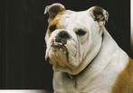 kaart Engelse Buldog, Ophalen of Verzenden, 1980 tot heden, Ongelopen, Hond of Kat