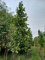 Magnolia kobus hoogstam bomen, Overige soorten, 250 tot 400 cm, Zomer, Ophalen