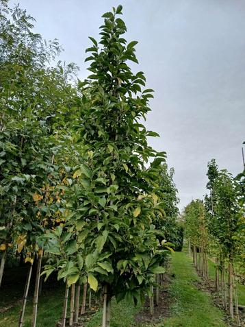 Magnolia kobus hoogstam bomen  beschikbaar voor biedingen