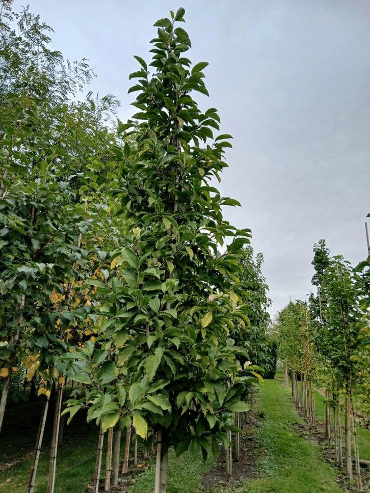 Magnolia kobus hoogstam bomen, Tuin en Terras, Planten | Bomen, Overige soorten, 250 tot 400 cm, Volle zon, Zomer, Ophalen