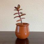 Vetplant succulent in potje, Ophalen of Verzenden, Overige soorten, Minder dan 100 cm