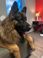 Duitse herders langstokha met FCI stamboom, Dieren en Toebehoren, Reu, 1 tot 2 jaar, Eén hond, Rabiës (hondsdolheid)