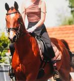 KWPN, ruin, 17 jaar, 1,58, vos, Dieren en Toebehoren, Paarden, Minder dan 160 cm, Ruin, Niet van toepassing, Dressuurpaard