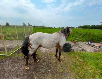 Ter dekking fewspot welsh hengst 113cm  beschikbaar voor biedingen