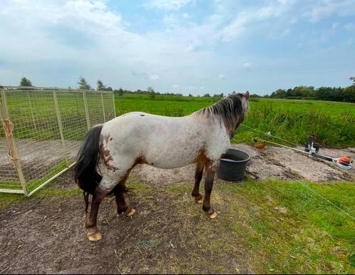 Ter dekking fewspot welsh hengst 113cm, Dieren en Toebehoren, Paarden en Pony's | Dekhengsten en Fokmerries, Hengst
